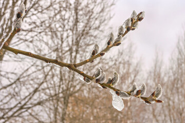 Melting snow reveals Salix caprea buds in early spring landscape
