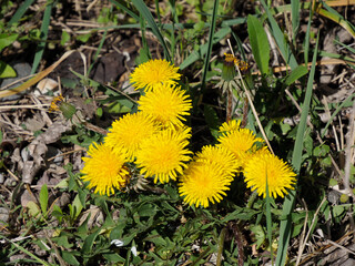 Bright Yellow Dandelions Blooming in Spring Grass, Closeup View of Vibrant Wildflowers in Natural Habitat