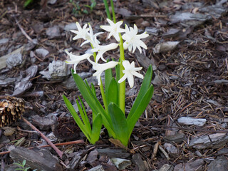 White Hyacinths Blooming Beside Delicate Star-shaped Flowers in Spring Garden Mulch Showing...
