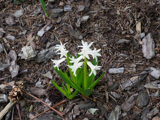 Early Spring White Hyacinths Blooming Through Brown Mulch in Garden Bed Showing First Signs of Spring Season