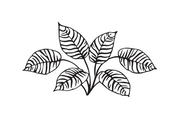 Zebra Plant line art
