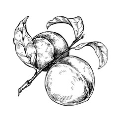 Peach branch sketch ink graphic illustration, draft silhouette drawing, black on white line art. Botanical vintage etching food design.