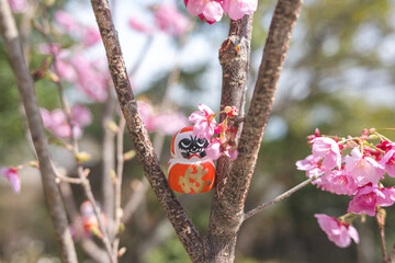 Daruma dolls, a traditional Japanese wishing doll, with the prominent kanji character (katsu) is...