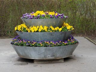 Tiered Galvanized Metal Planters Filled with Purple and Yellow Pansies Creating Colorful Garden...