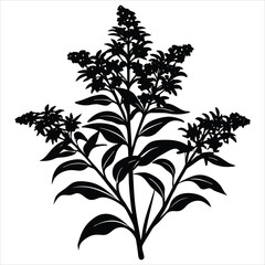 Silhouette of a goldenrod plant