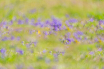 Images of wildflowers blooming fields with soft focus.