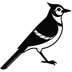 Fototapeta premium Blue jay vector silhouette single collection