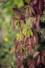Colorful foliage of a creeper (Genus Parthenocissus).