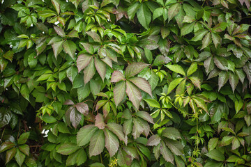 Colorful foliage of a creeper (Genus Parthenocissus).