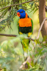 Red-collared Lorikeet - Trichoglossus rubritorquis, beautiful colored parrot from Australian forests and woodlands.