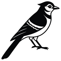 Fototapeta premium Blue jay vector silhouette single collection