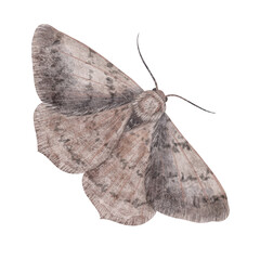 A gray-brown moth, a butterfly, handmade digital illustration isolated on white background. An element for the design