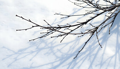 Bare Branches Casting Shadows On Snow