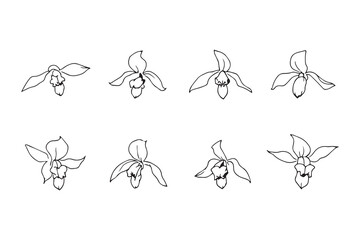 Lady's Slipper line art