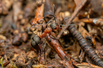 Red Wood Ant - Formica rufa, common popular forest insect from Euroasian forests and woodlands, Zlin, Czech Republic.
