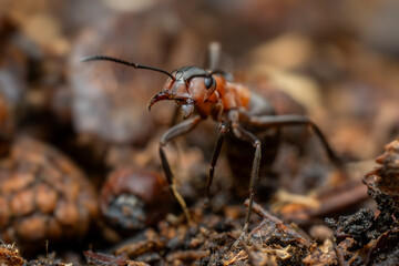 Red Wood Ant - Formica rufa, common popular forest insect from Euroasian forests and woodlands, Zlin, Czech Republic.