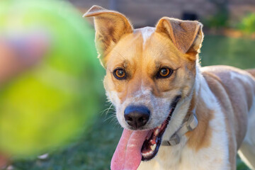 Excited dog with tongue out focuses on a tennis ball outdoors