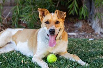 Dog rests on grass with tennis ball and tongue out, smiling