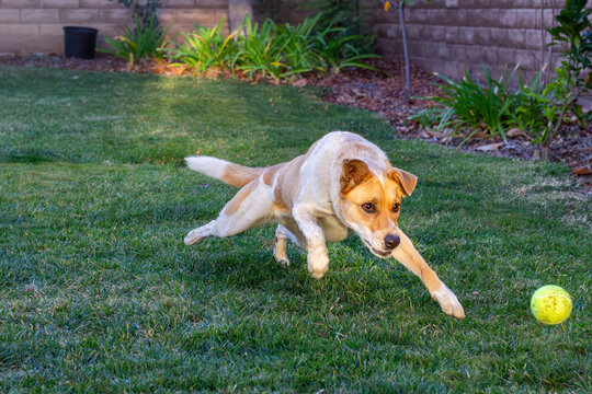 Dog lunges mid-run chasing a tennis ball in a backyard
