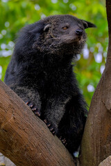 Adorable binturong face (Arctictis binturong).