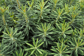 Fresh green plants with droplets after early morning rain