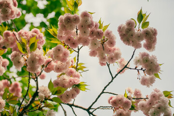 pink cherry blossom in spring