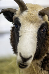 Fototapeta premium Close-up of black and white ram with 4 horns