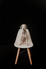 dalmation puppy sitting on chair