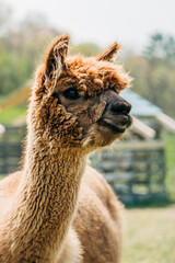 Fototapeta premium Close-up of a fluffy brown alpaca outdoors on a sunny day