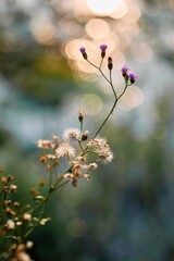 Dreamy Wildflowers with Golden Bokeh
