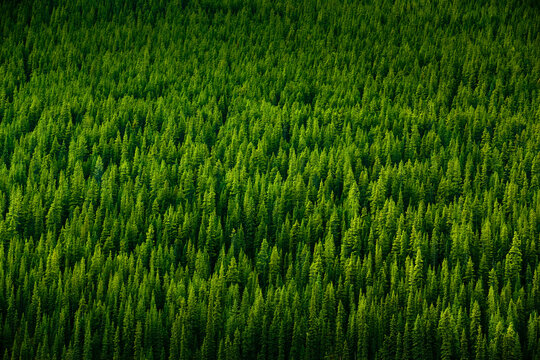 Green forest trees on a mountain