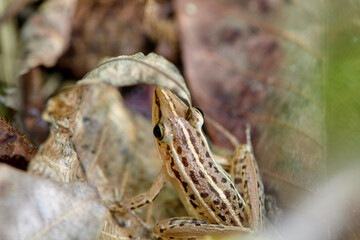 Close-up view of  frog on leaf