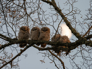 Five Tawny Owl Owlets Sitting On Branch