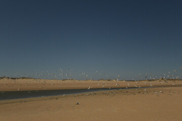 Flock of seagulls migrating to Cape Hatteras National Seashore