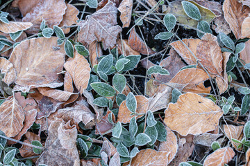 Leaves and groundcover plants protect plants with lower cold tolerance from frost.