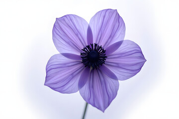 Fototapeta premium Anemone bloom in violet-blue with black center, photorealism