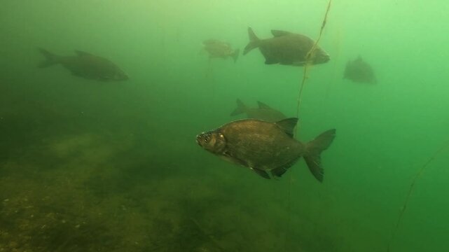 Underwater view of a bream (Abramis brama) school during spawning. Males show white tubercles on their heads and backs. Check my portfolio for more bream footage.