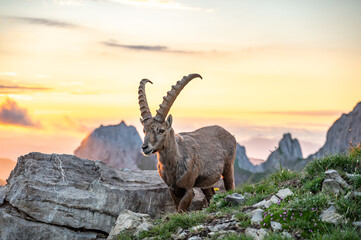 Steinbock bei Sonnenaufgang, im Hintergrund der Alpstein