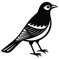Fototapeta premium Bohemian waxwing vector silhouette single collection