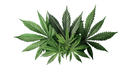 Lush green cannabis leaves isolated on black background for nature and wellness themes