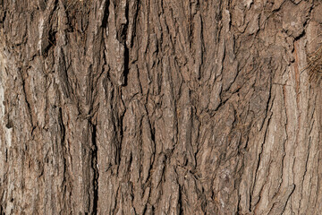 bark of a tree close up	
