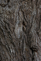  bark of a tree close up