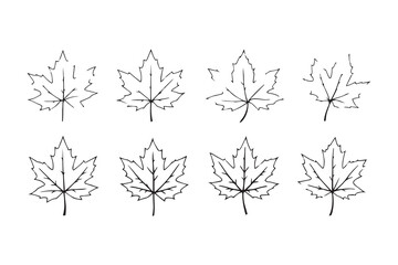 Fototapeta premium Maple leaf line art
