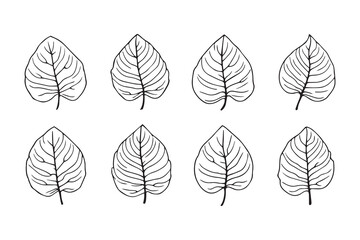 Obraz premium Maranta line art