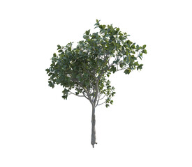 Banyan tree front view png alpha channel