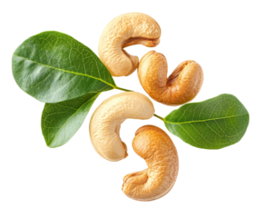 cashew nuts with leaves isolated on transparent background png