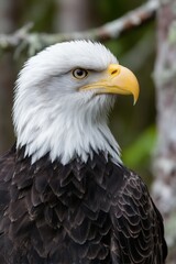 Majestic bald eagle perched in natural habitat