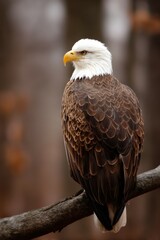 Majestic bald eagle perched on a branch in nature