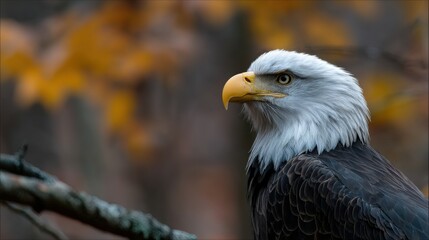 Majestic bald eagle perched on a branch in autumn