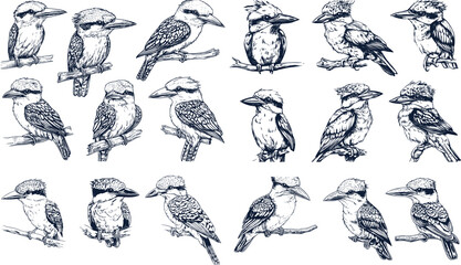 Kingfisher silhouette vector art illustration